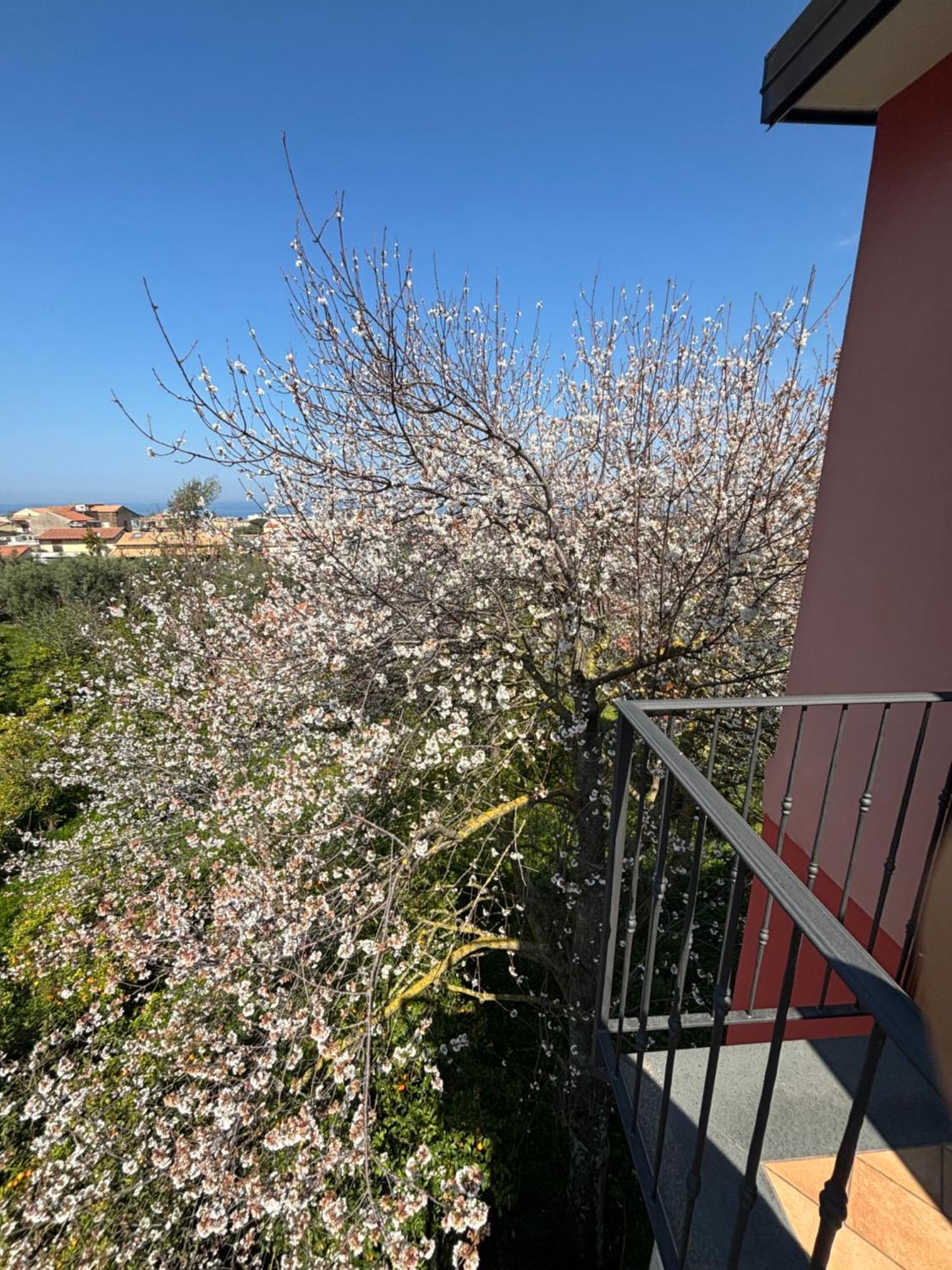 Intero Appartamento A Sant'Agnello , Le Ortensie Exterior foto